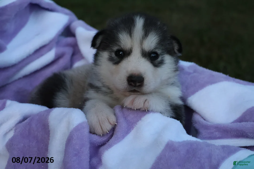 Alaskan Malamute dogs for sale: Glacier - Ad 1