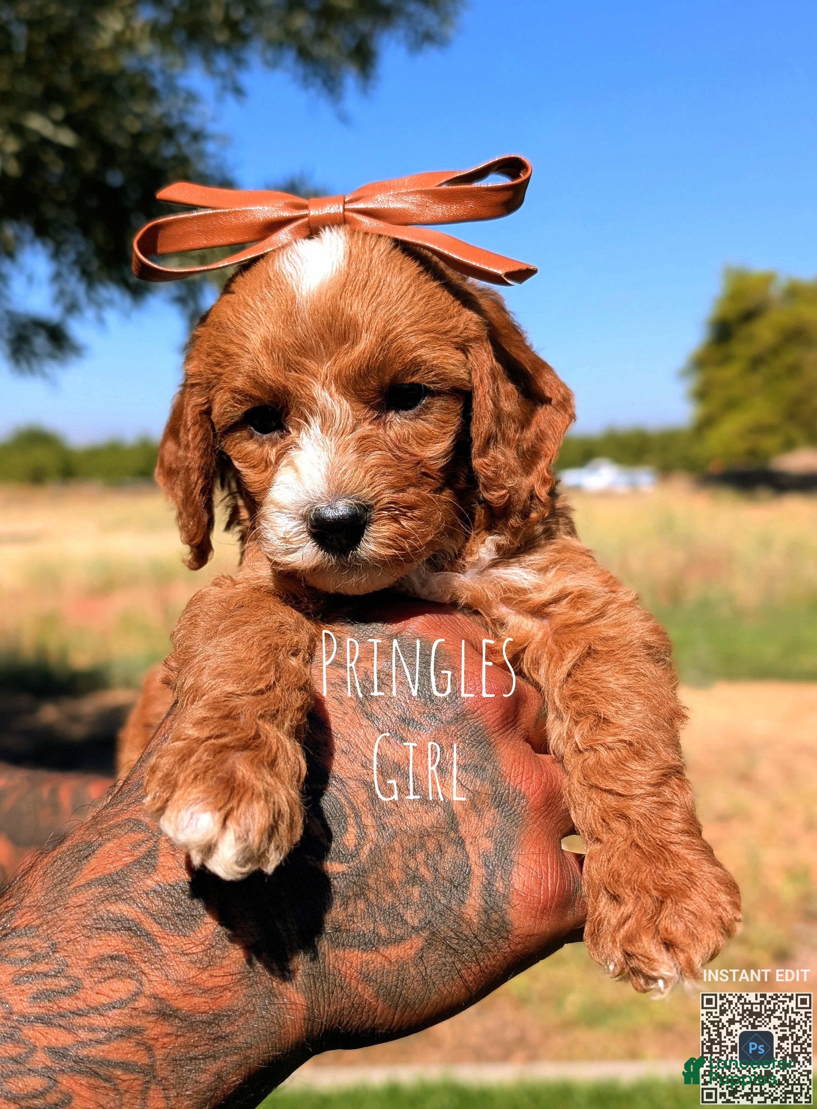 Cavapoo dogs PRINGLES - Ad 1