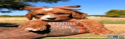 Cavapoo dogs for sale: PRINGLES - Ad 1