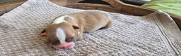 Boston Terrier dogs for sale: Boston Terrier Puppy 4 - Ad 7