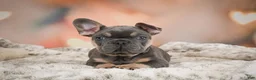 French Bulldog dogs for sale: Aaron - Ad 8