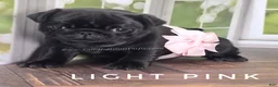 Pug dogs for sale: Light Pink - Black Female Pug - Champion Lines! - Ad 5