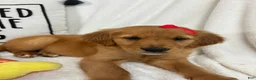 Golden Retriever dogs for sale: Ginger - Ad 4