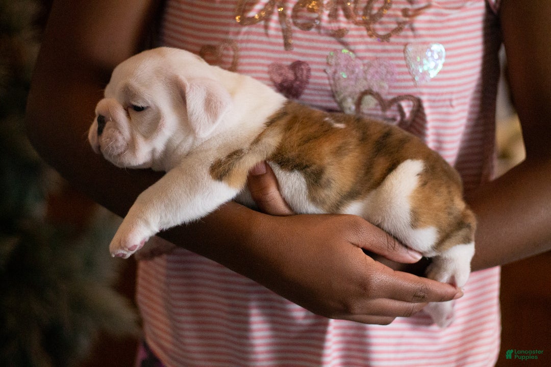 English Bulldog dogs for sale: Diesel - Ad 7