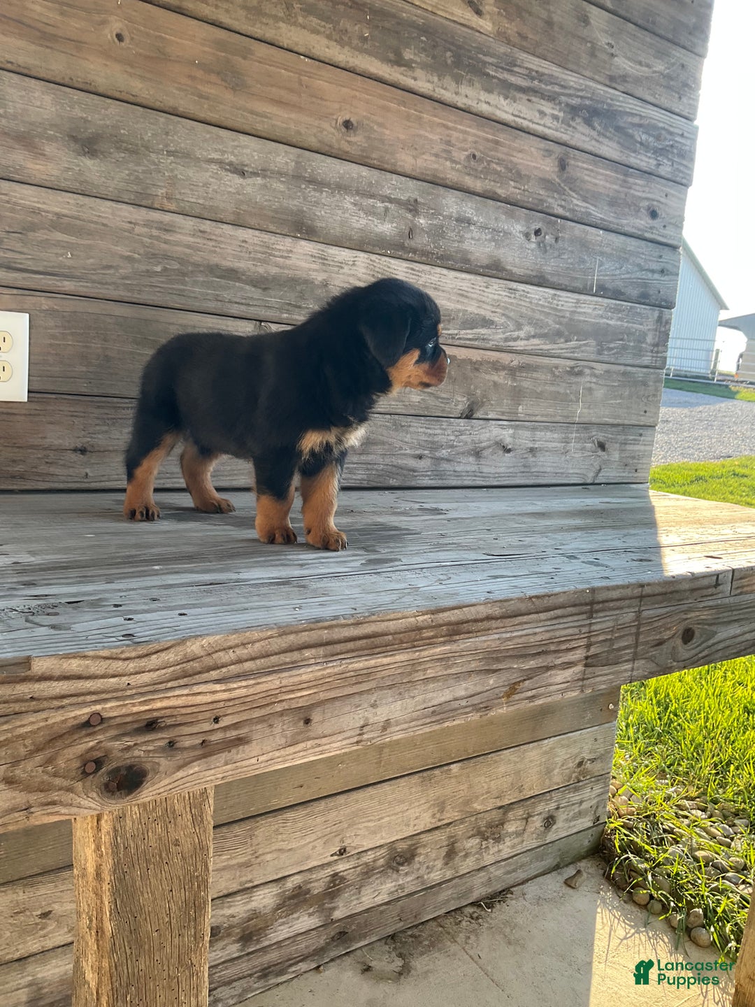Rottweiler dogs for sale: Daisy  - Ad 6