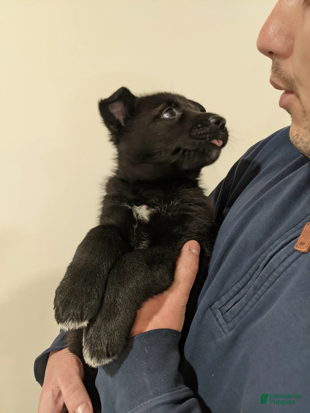 Mixed Breed dogs for sale: Atlas - Ad 3