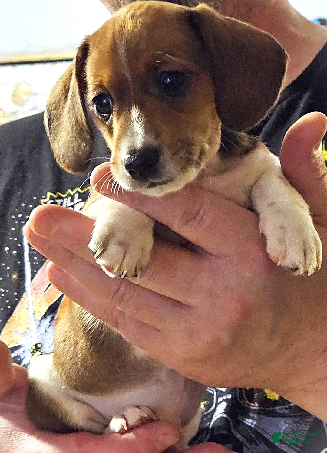 Miniature Dachshund dogs for sale: Miniature Dachshund Piebald (Red) - Ad 2