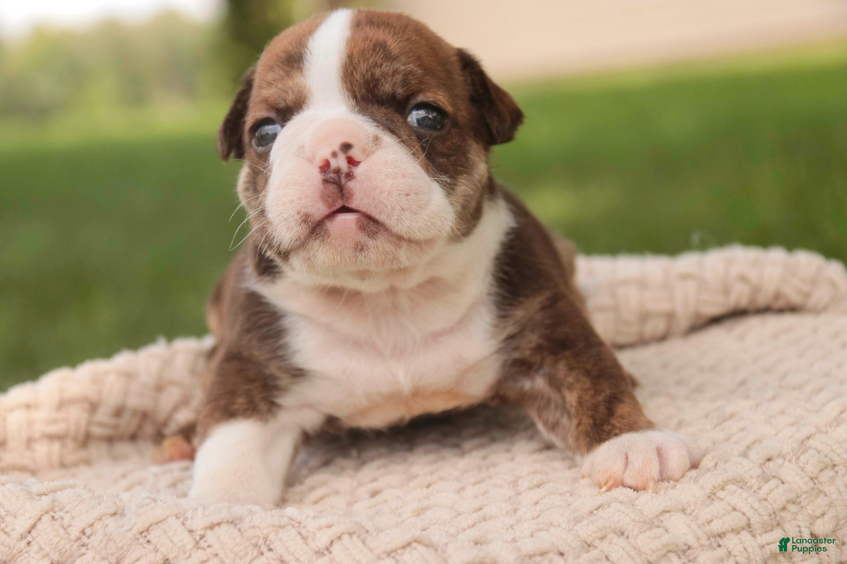 English Bulldog dogs Raelynn English Bulldog  - Ad 1