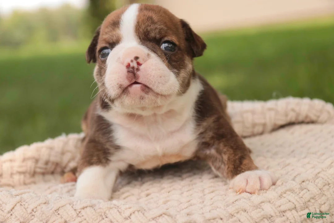 English Bulldog dogs for sale: Raelynn English Bulldog  - Ad 1