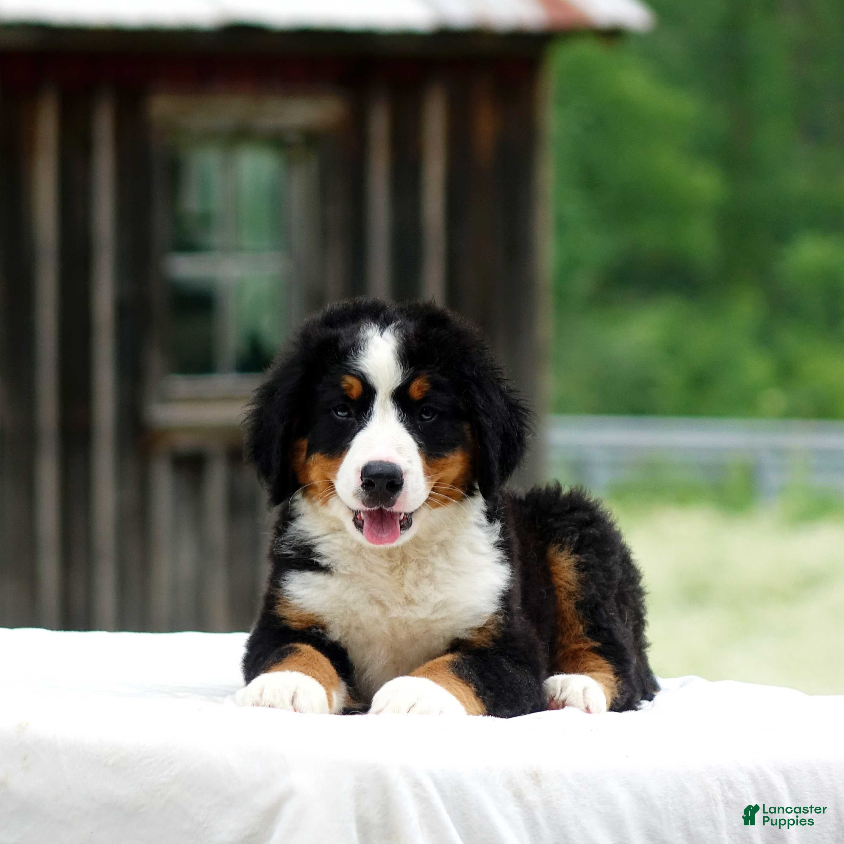 Bernese Mountain Dog dogs Balto - Ad 34