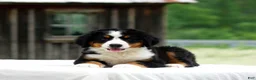 Bernese Mountain Dog dogs for sale: Balto - Ad 1