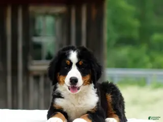 Bernese Mountain Dog dogs Balto - Ad 34