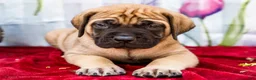 English Mastiff dogs for sale: Murphy - Ad 4