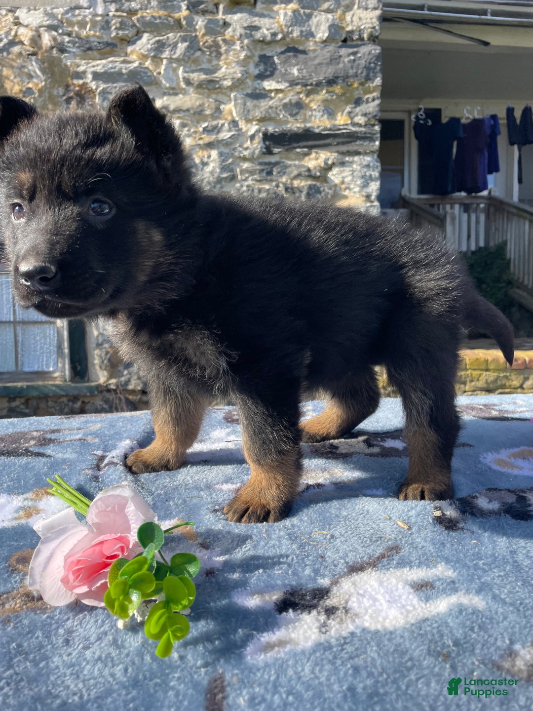 German Shepherd dogs for sale: Rudy - Ad 1