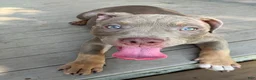 American Bully dogs for sale: American Bully Puppy 5 - Ad 6
