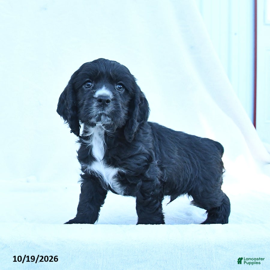 English Cocker Spaniel dogs for sale: Marley - Ad 1