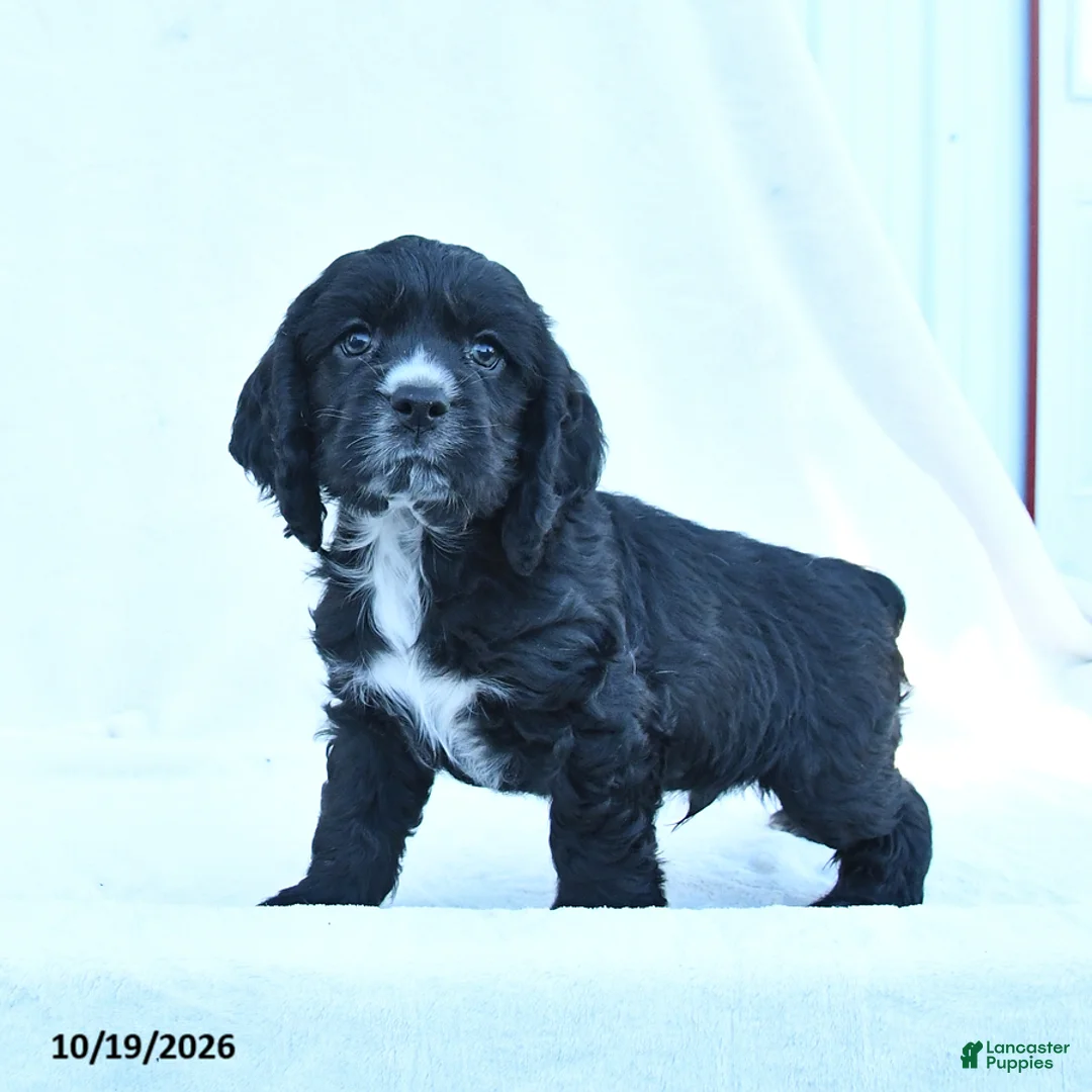 English Cocker Spaniel dogs for sale: Marley - Ad 1