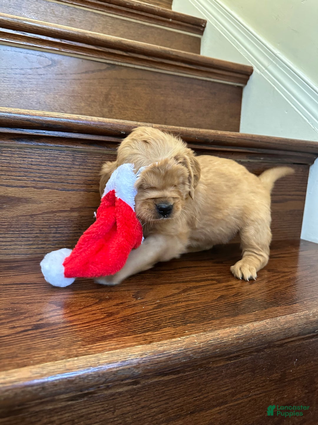 Golden Retriever dogs for sale: Eve - Ad 7