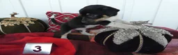 Chihuahua dogs for sale: Chihuahua 3 Ryder - Ad 3