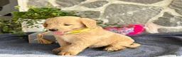 Goldendoodle dogs for sale: Nigel - Ad 5