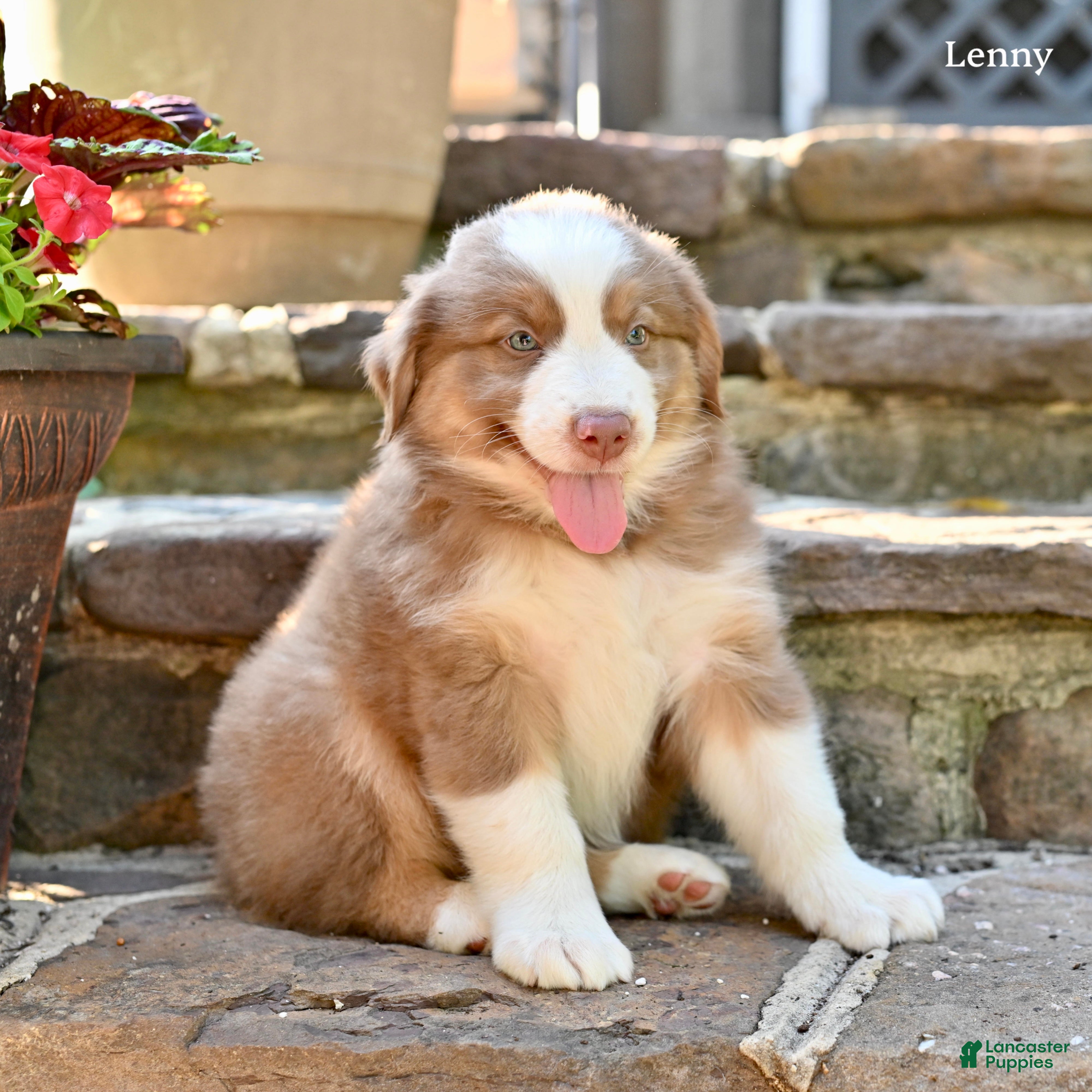 Australian Shepherd dogs Lenny - Ad 2