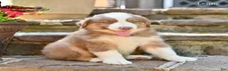 Australian Shepherd dogs for sale: Lenny - Ad 2