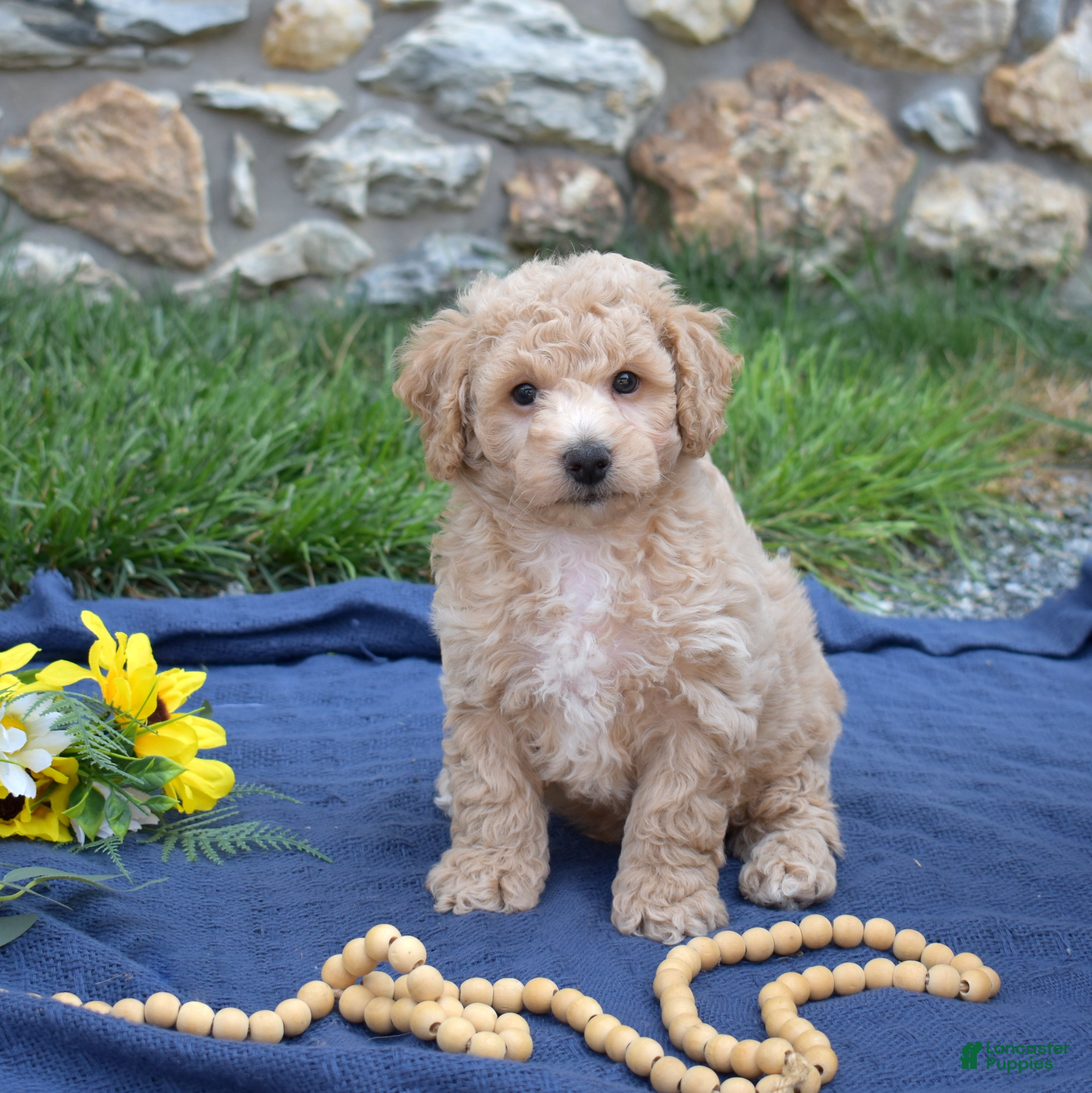 Bichpoo dogs Cricket - Ad 2
