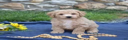 Bichpoo dogs for sale: Cricket - Ad 5