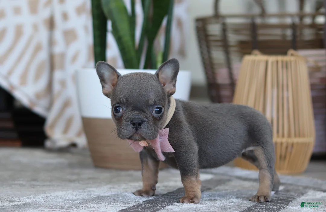 French Bulldog dogs for sale: Brooklyn - Ad 4