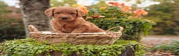 Goldendoodle dogs for sale: Latte - Ad 13