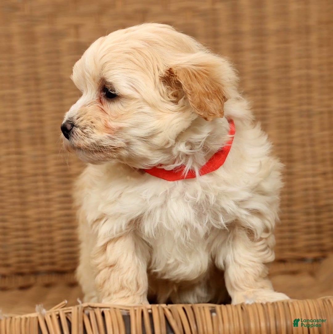 Maltipoo dogs for sale: Molly - Ad 3