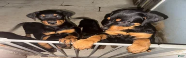 Rottweiler 5
