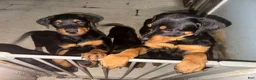 Rottweiler dogs for sale: Rottweiler 5 - Ad 1
