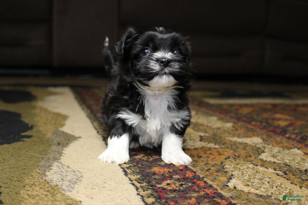 Havanese dogs for sale: CoCo - Ad 14