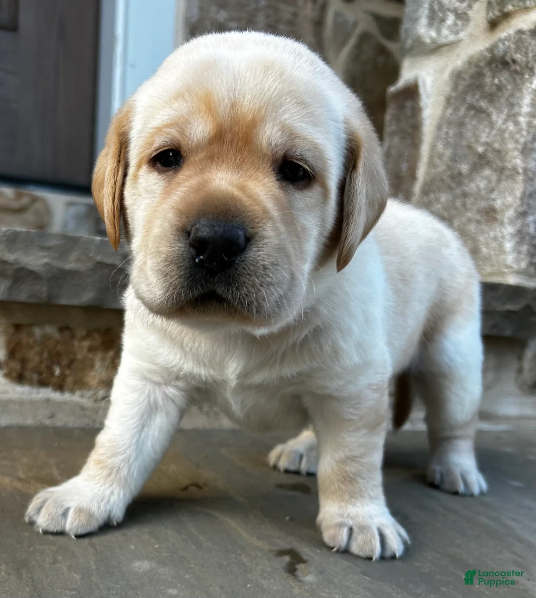 Labrador Retriever dogs for sale: Tony - Ad 1