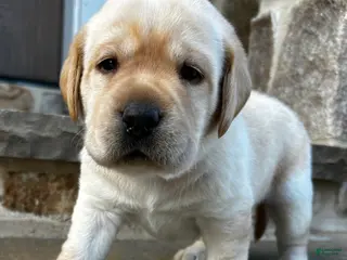 Labrador Retriever dogs for sale: Tony - Ad 1