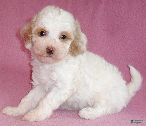Miniature Poodle dogs Lola - Ad 1