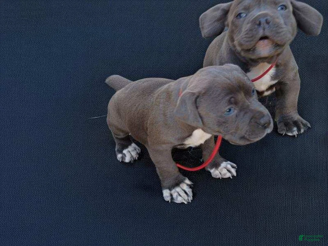 American Bully dogs for sale: American Bully Puppy 2 - Ad 4