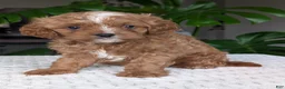 Cavapoo dogs for sale: Myles - Ad 8