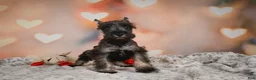 Miniature Schnauzer dogs for sale: Rose - Ad 3