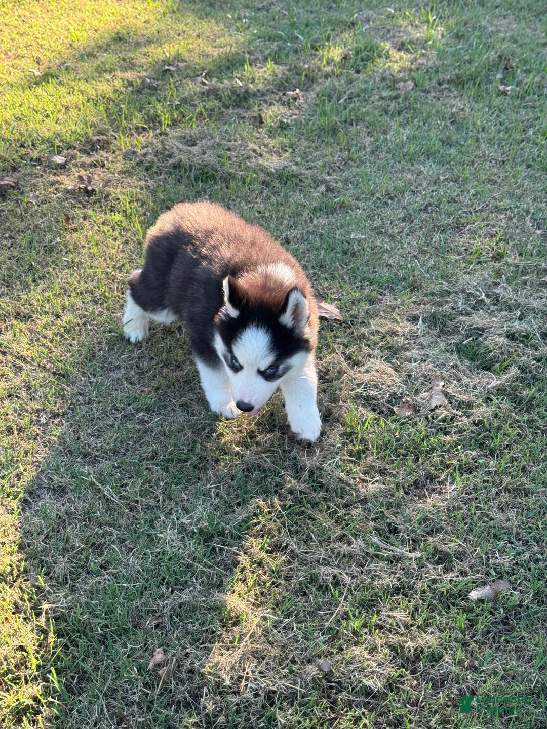 Siberian Husky dogs for sale: Siberian Husky Puppy 3 - Ad 15