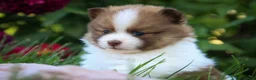 Pomeranian dogs for sale: Athena Pomeranian  - Ad 3
