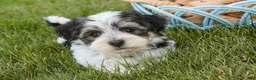 Havanese dogs for sale: Francesca - Ad 7