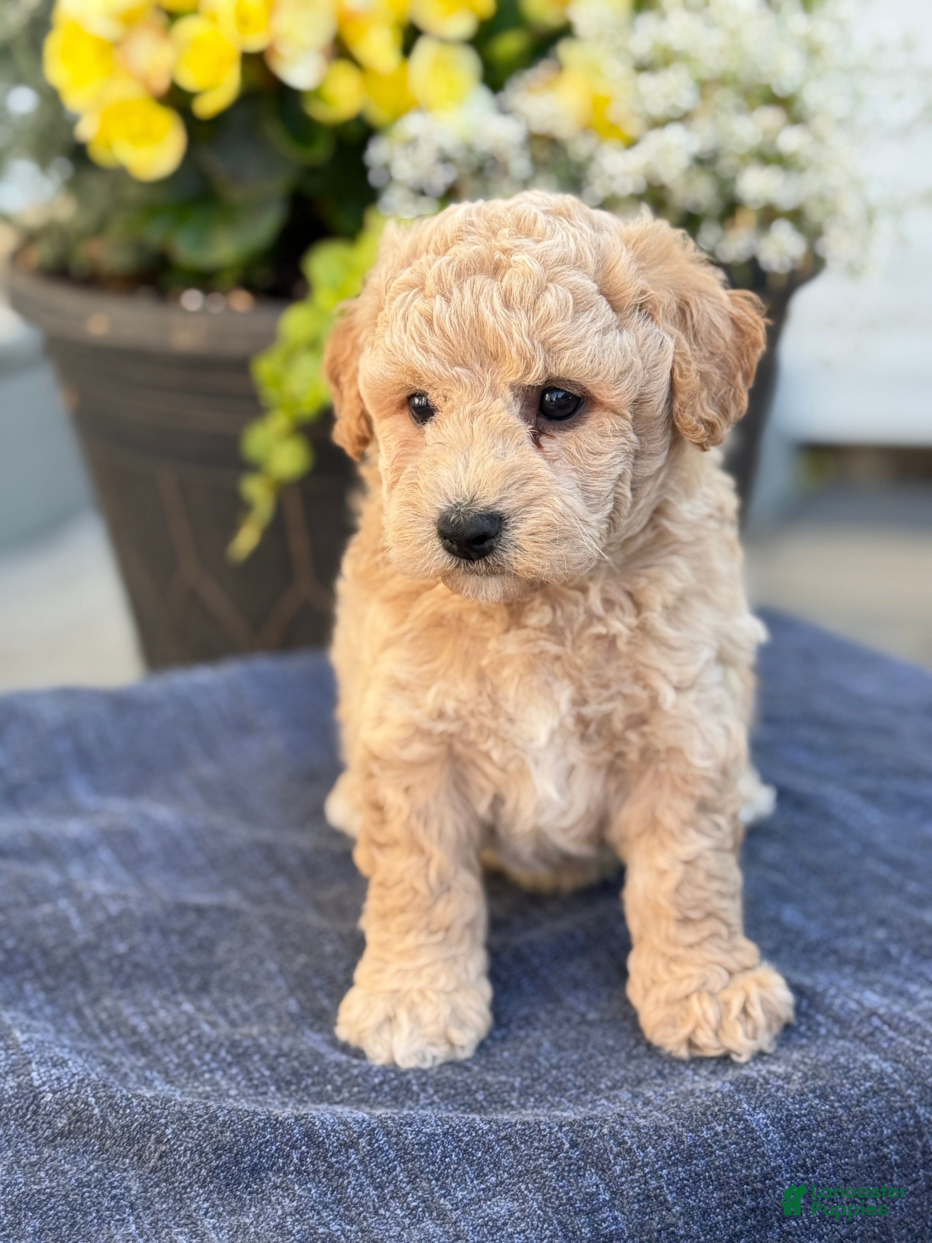 Bichpoo dogs for sale: Ford - Ad 3