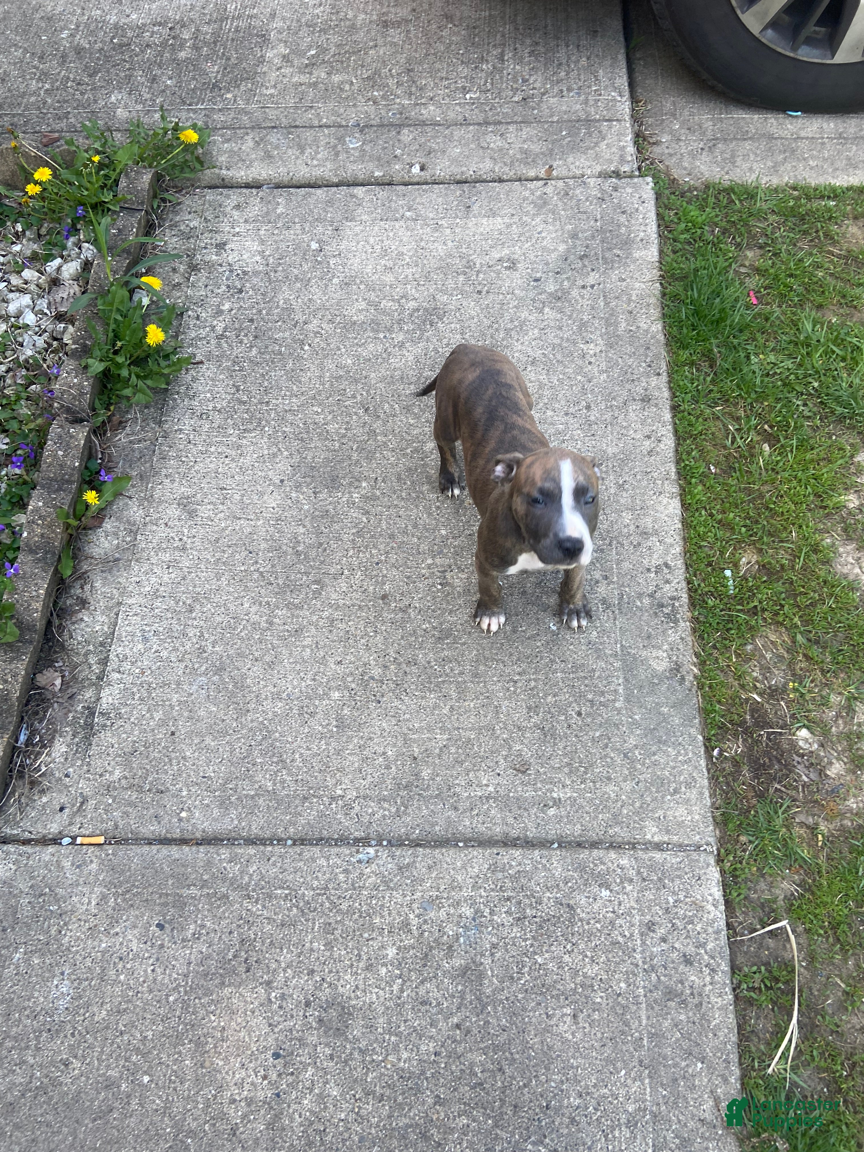 American Pit Bull Terrier dogs American Pit Bull Terrier Puppy 3 - Ad 7