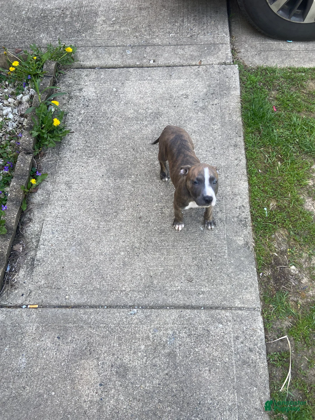 American Pit Bull Terrier dogs for sale: American Pit Bull Terrier Puppy 3 - Ad 1