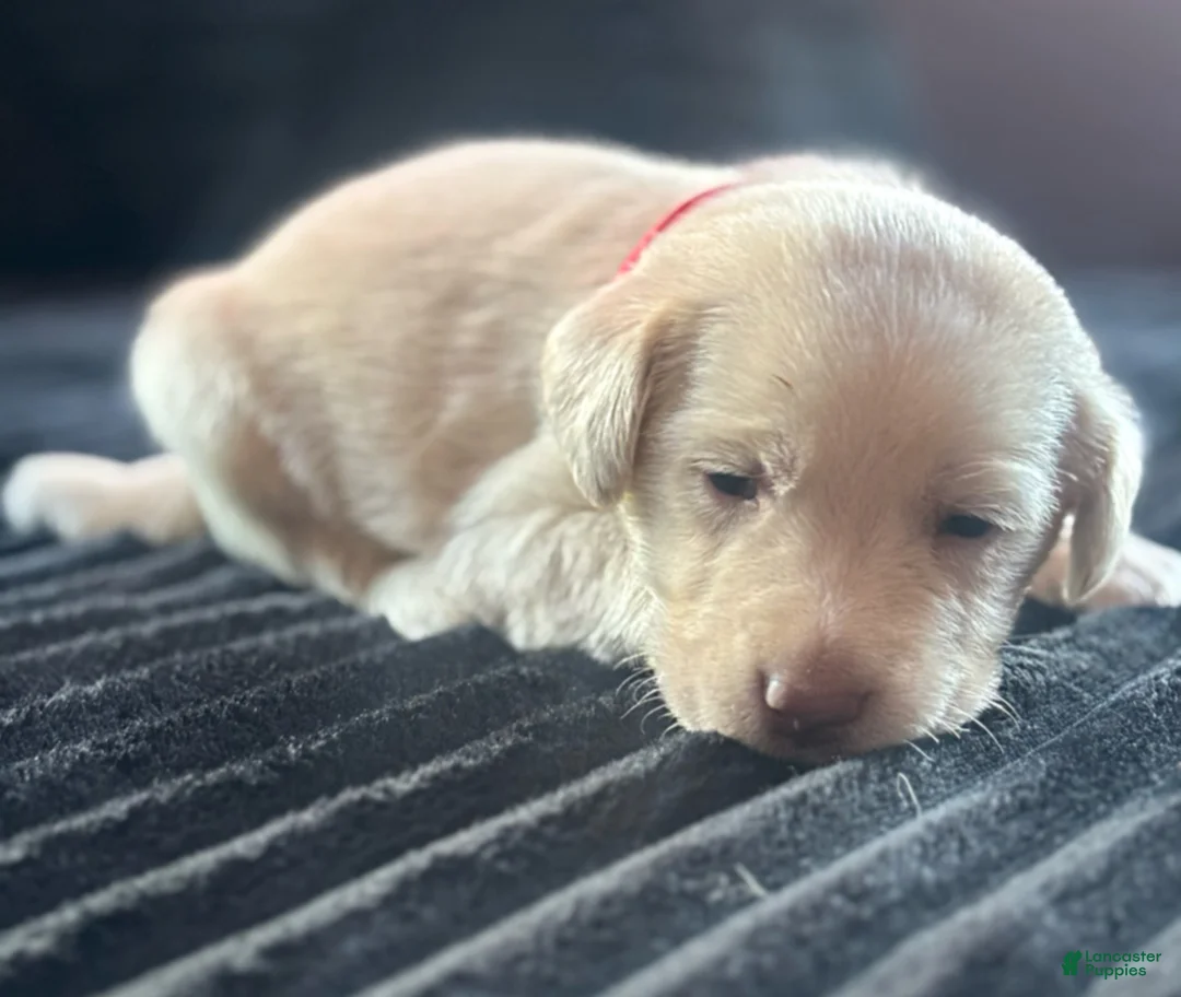 Labrador Retriever dogs for sale: Labrador Retriever Puppy 1 - Ad 10