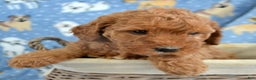 Goldendoodle dogs for sale: Mini Goldendoodle Puppy 4 Elly - Ad 1