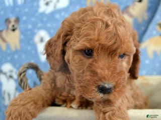 Goldendoodle dogs Mini Goldendoodle Puppy 4 Elly - Ad 32