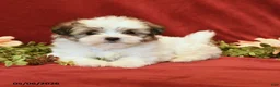 Maltipoo dogs for sale: Bonnie - Ad 2
